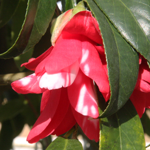 Camellia japonica 'Hikarugenji'