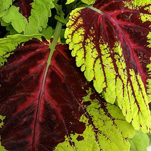 Coleus 'Kong Rose'