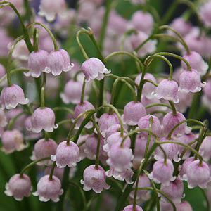 Pink Lily of The Valley
