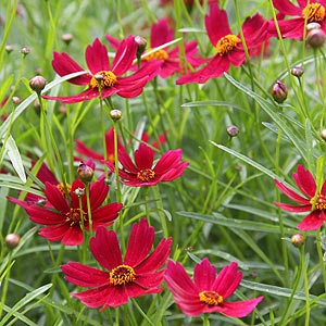 Coreopsis Flowers