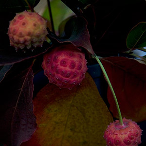 Cornus Fruit