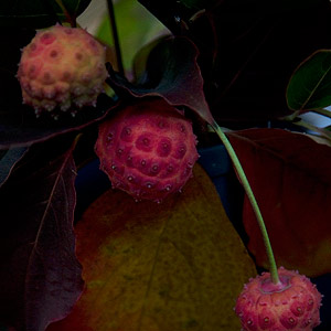  Cornus Fruit