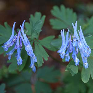 Corydalis flexuosa