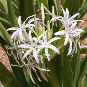 Crinum pedunculatum