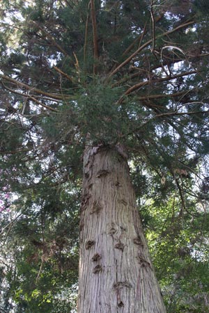 Cryptomeria japonica - The Japanese Cedar