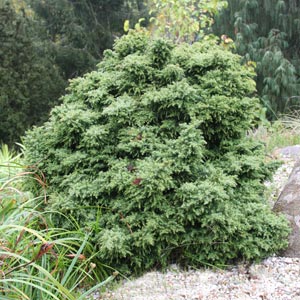  Cryptomeria japonica 'Tansu'