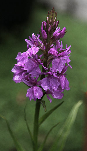 Orchid Dactylorhiza 4 bulbs 