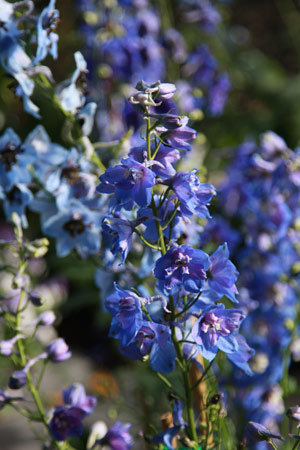 Blue Delphinium Flower