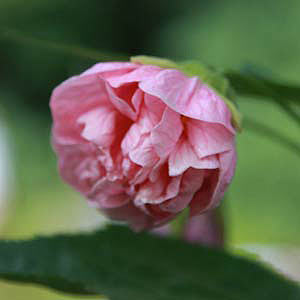 Double Pink Flowering Maple - Abutilon Victorian Lady