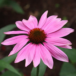 Echinacea Prairie Splendour