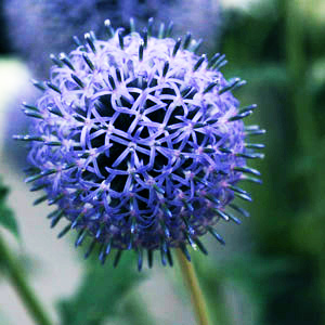 Echinops ritro 'Veitches Blue