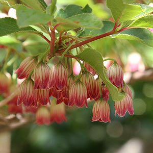 Enkianthus campanulatus 'Showy Lantern'