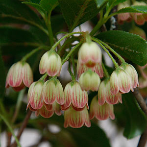 Enkianthus campanulatus 'hiraethlyn' - Redvein Enkianthus Variety