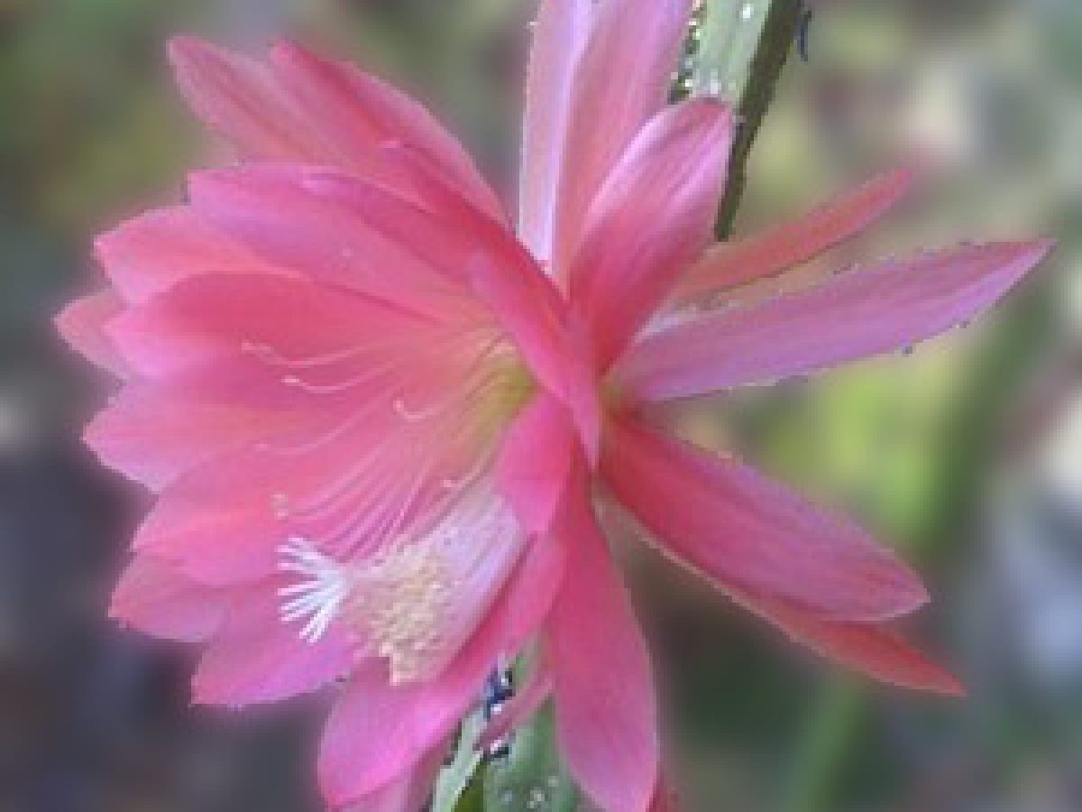 Instant Orchid Cactus Collection! Details about   Epiphyllum 'Collection Of Cuttings' 