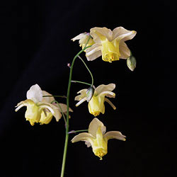 Epimedium versicolor 'Sulphureum'