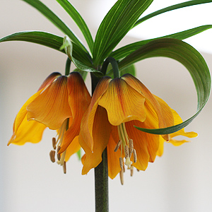 Fritillaria imperialis