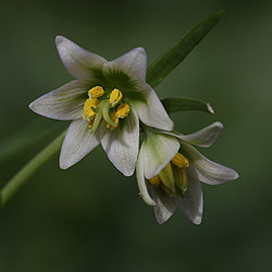 Fritillaria liliacea