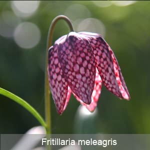 Fritillaria Flower
