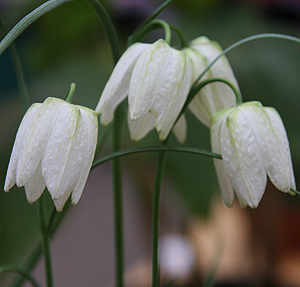 Fritillaria meleagris alba