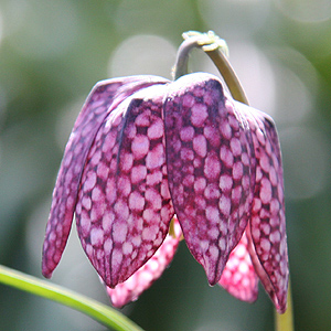 Fritillaria meleagris