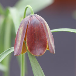 Fritillaria pontica