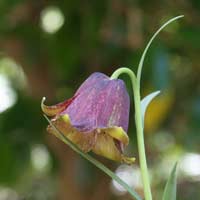 Fritillaria pyrenaica