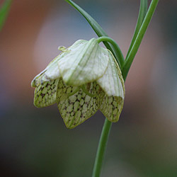 Fritillaria thunbergii