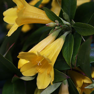 Gelsemium sempervirens 