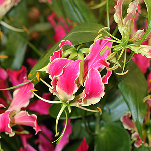 Gloriosa Lily