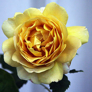 Golden Celebration Rose