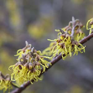 Hamamelis x intermedia