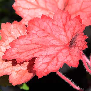 Heuchera 'Georgia Peach'