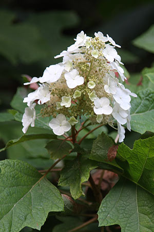 Hydrangea quercifolia - Oak Leaf Hydrangea