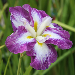 Iris ensata