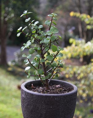 Common Jade Plant (Crassula species)