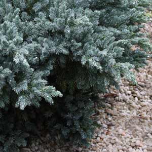 Juniperus squamata Blue Star'