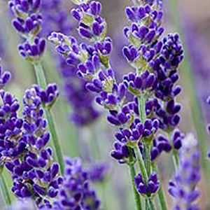 Lavender angustifolia 'Elizabeth'