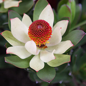 Leucadendron Flower