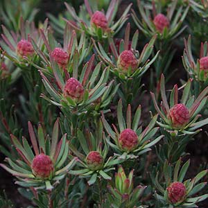 Leucadendron modestum