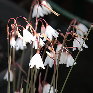 Leucojum autumnale 'Snowflake'