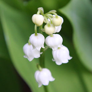 Lily of the Valley