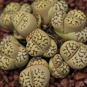 Lithops dorothea