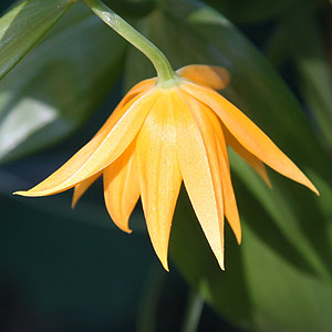 Gloriosa modesta