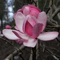 Magnolia campbellii Flower