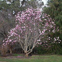 Magnolia campbellii