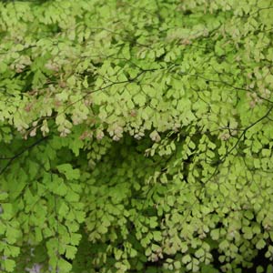 Maidenhair Fern