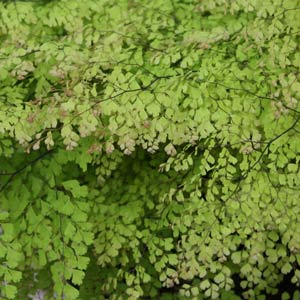 Maidenhair Fern