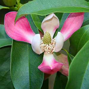 Magnolia insignis 'Red lotus tree'