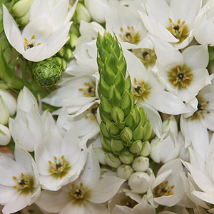 Star of Bethlehem Flower - Ornithogalum thyrsoides