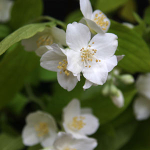 Philadelphus coronarius aurea